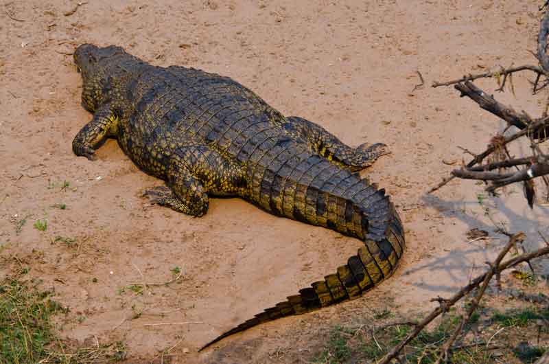95 - Botswana - cocodrilo - parque nacional de Chobe